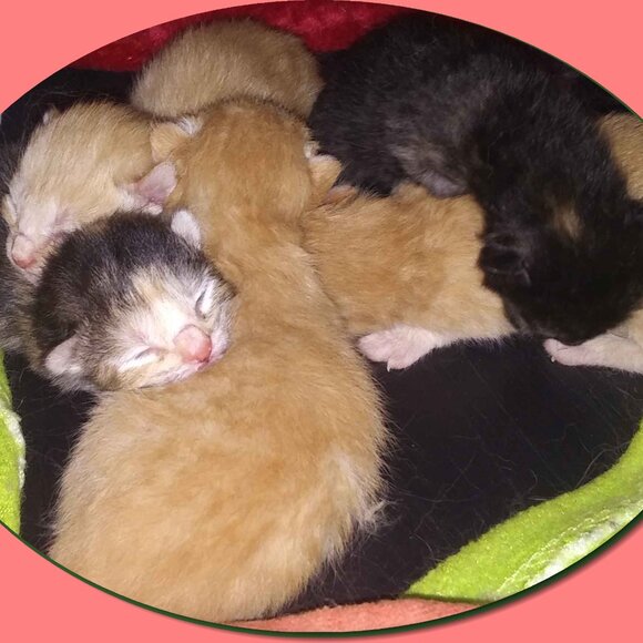 Extra Shipping Label - Picture 2 of 2